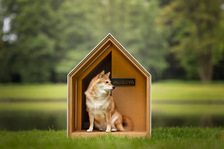 Dog House 4 1110x740 1 768x512