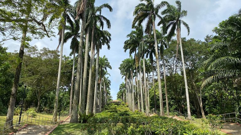 ang mo kio town garden west hero trees 768x432