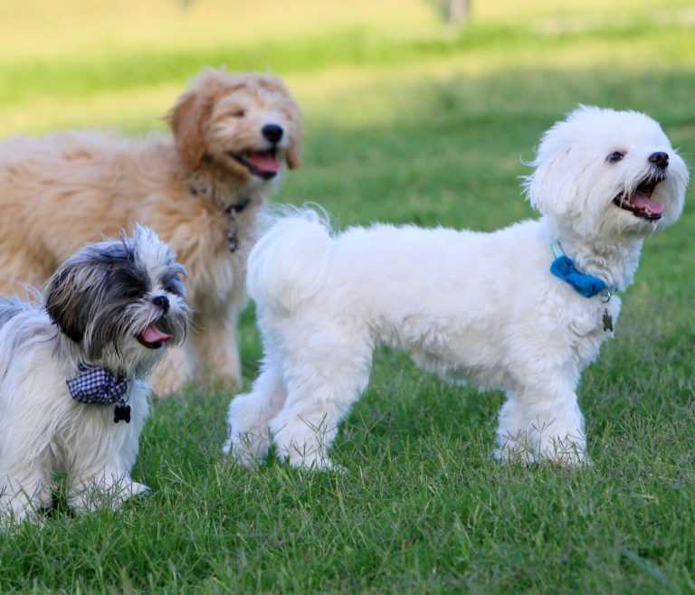 palawan Dog Run 3 560x480 1 scaled 1 768x658