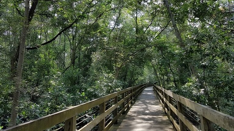 pasir ris park hero mangrove boardwalk 768x432