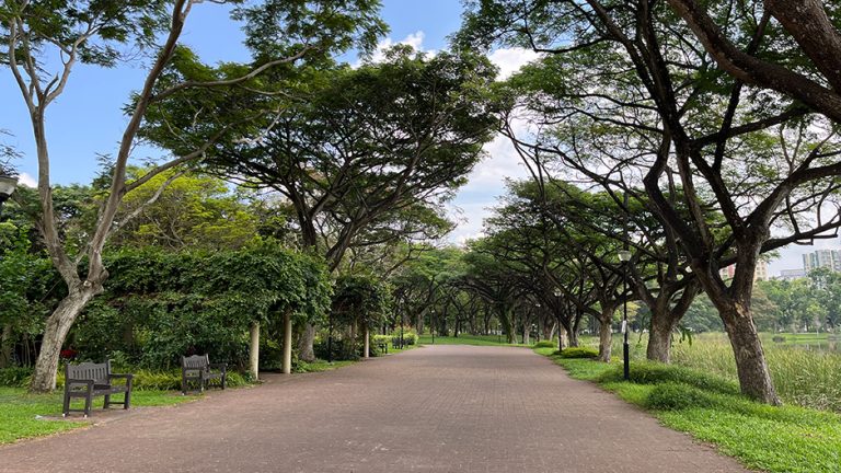 punggol park hero tree path 768x432