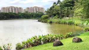 punggol park lake special feature