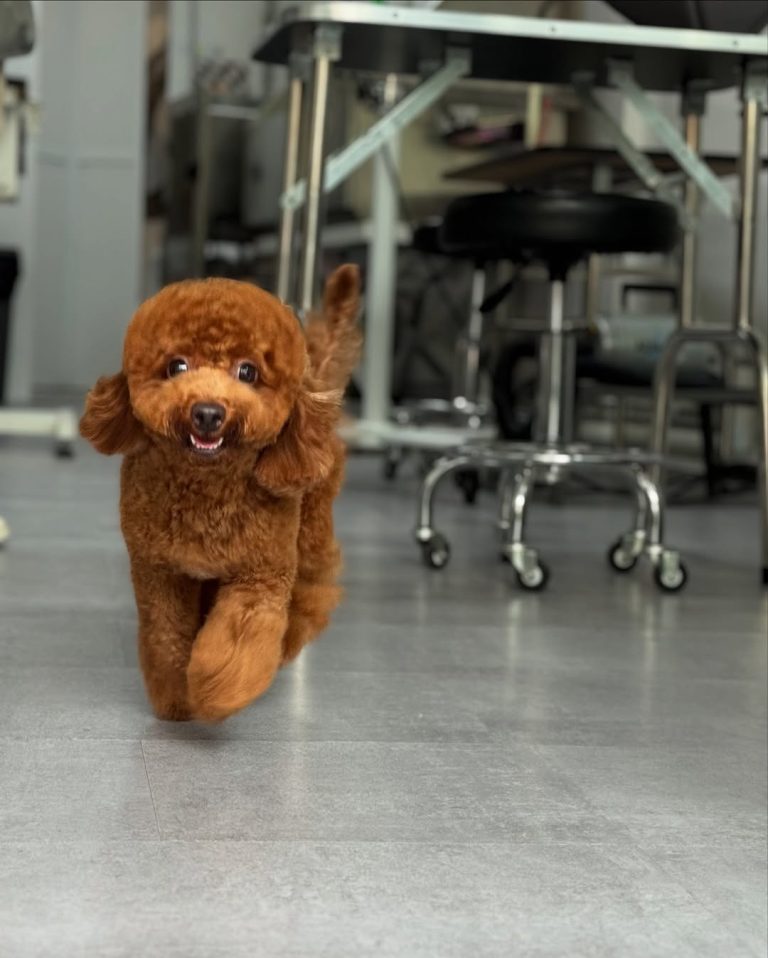 500059258 17970473366887267 8804080493255081637 n 768x958