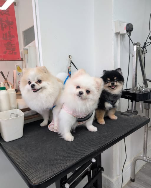 539609781 1319254580140820 2497083536445705772 n