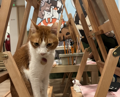 IMG 6011 scaled e1716884725894 495x400 1