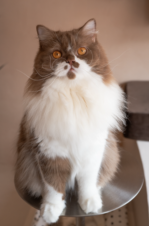 Screenshot2025 04 14at11.53.14 PM