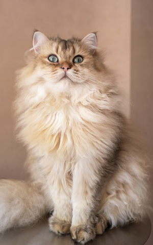 Screenshot2025 04 14at11.54.39 PM