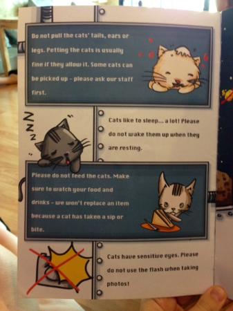 catmosphere cat cafe