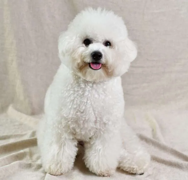 full grooming 768x736 1