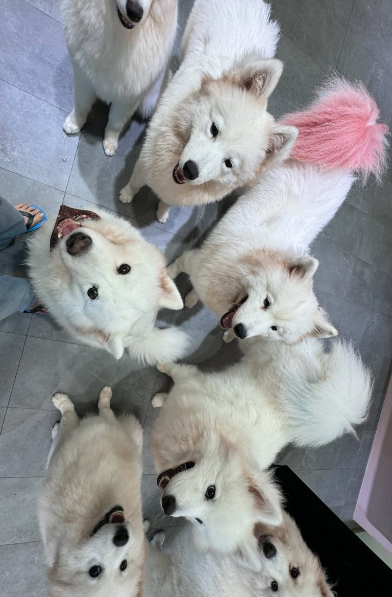 snow pawttage edited 2 scaled 1 768x1168