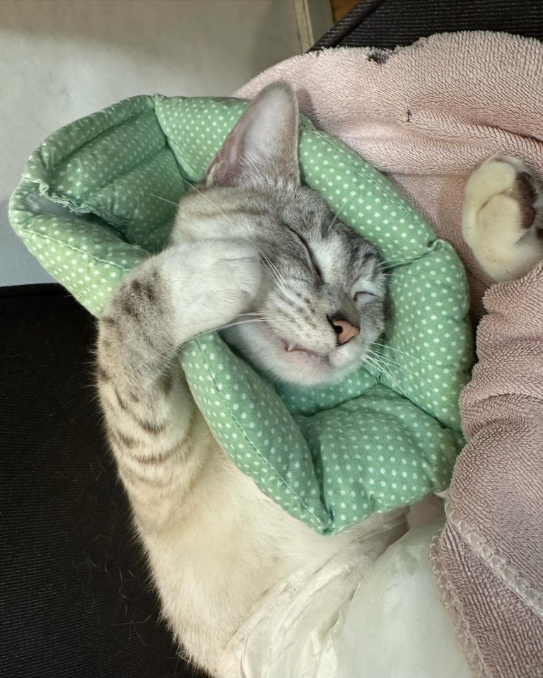 470868898 18458994424067395 348918583512427567 n 768x959