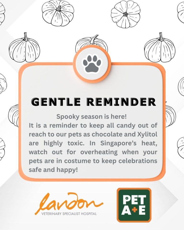 561245629 1276233347637848 9207676997444942675 n 768x960