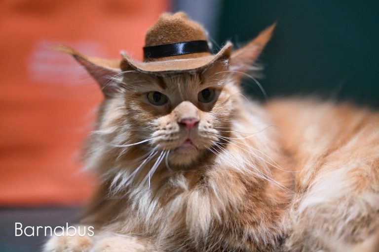 565095724 18077364266472354 5106066942590367569 n 768x512