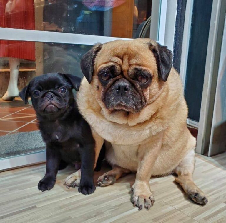 240652480 239726454660857 3249106291566714172 n 768x761